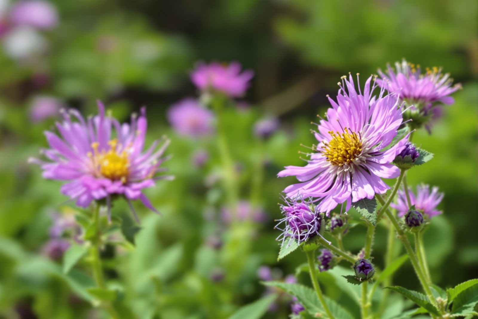 Allergies — Pollen